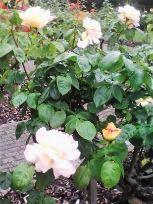 Carol's peace rose in bloom