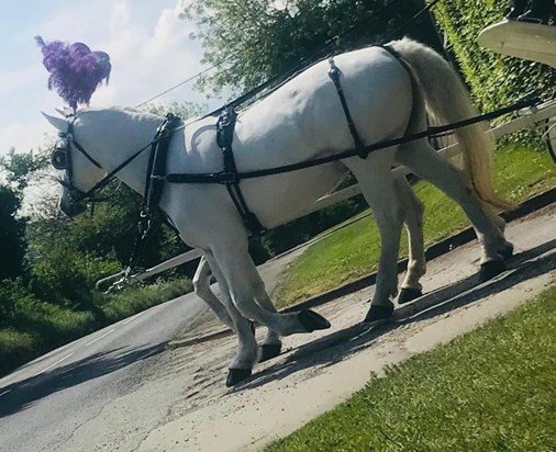 Bekahs horse and carriage 