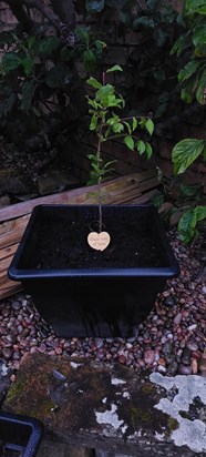 Thanks to Tiffanie for the beautiful Wild Plum tree she gave us in honour of Bob. "To forever remember Bob, the most loving husband and father"