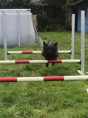 Look at Rosie Dad Cairns can be trained she doing well at agility, me that struggles 😊💙