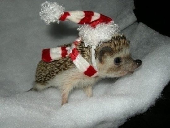Alittle wish of Xmas from mr hedgehog.xx forever in my thoughts & heart xxx loves you handsome xxx