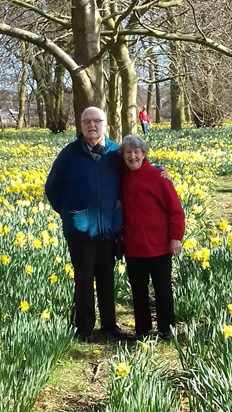 Daffodils at Sefton Park