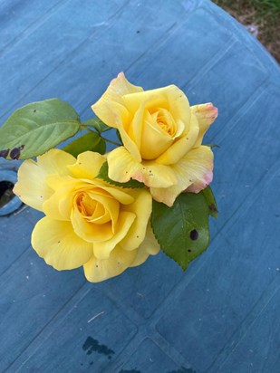 These beautiful roses grow every year at Roy & Joyce's chalet in Camber Sands. This picture was sent this week from Helen & Tony who are staying in a nearby chalet but always go to look at these gorgeous and fragrant flowers. 