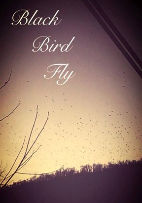 Black Bird Fly