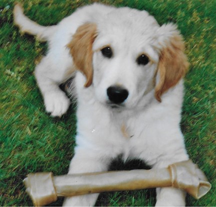 Puppy Bobby 'Dunburgh Marksman Prince', 2009-2018.