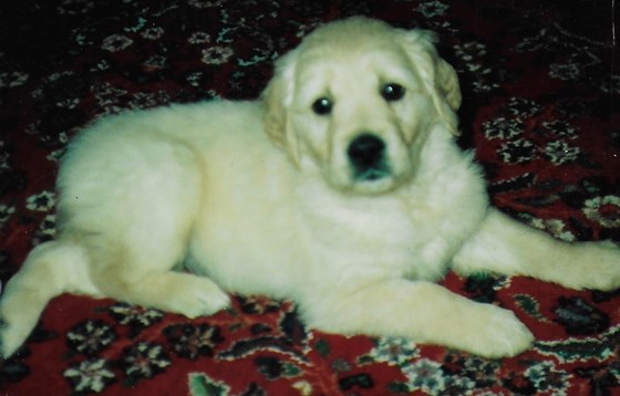 Puppy Kentee 'Maid of Honor' , 1993-2005.