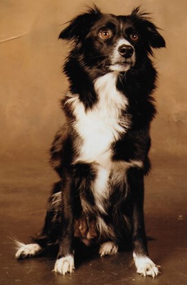 Trixie, 1982-1993.
