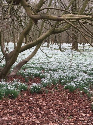Dear baby Joshua, we will always think of you when we see snowdrops - a short life, loved by so many people. Great Uncle Neil and Great Auntie Tina. xx