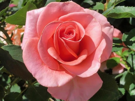 A Lovely Rose for a Lovely Man