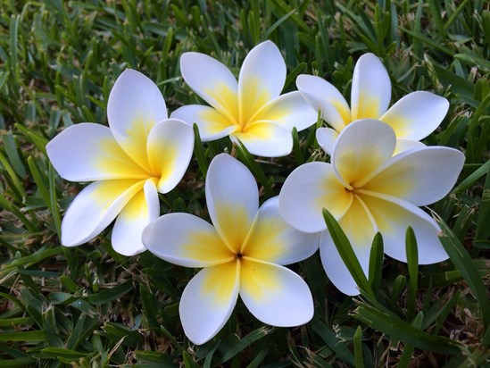 Your beloved & favourite frangipani, beautiful & lit like sunshine in the centre, just like you x