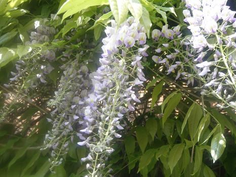 wisteria. Marks wisteria bloomed for the first time in approx 15 years just after Marks tragis accid