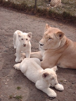 'Star' the white lion in Olivia's memory at WM safari Park 2008