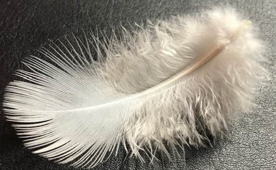 Feather from my Dad xx