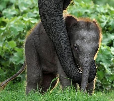 Gale loved "Elles" as she'd call them, look at this beautiful baby elephant:')