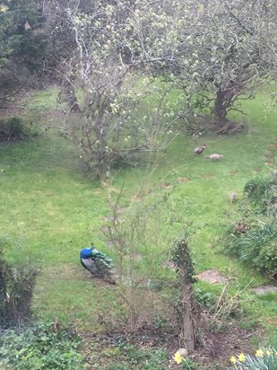 Richard's Peacock along with his Pheasant friends