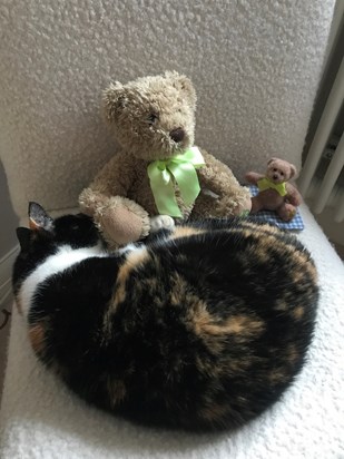 Finley the Bear with Mini Finley the Bear and Small Cat