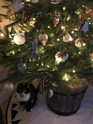 Stewie's name bauble with Small Cat and Christmas friends