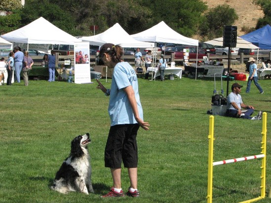 Alicia participated in numerous agility demos for the Marin Humane Society.  This was July 2011.