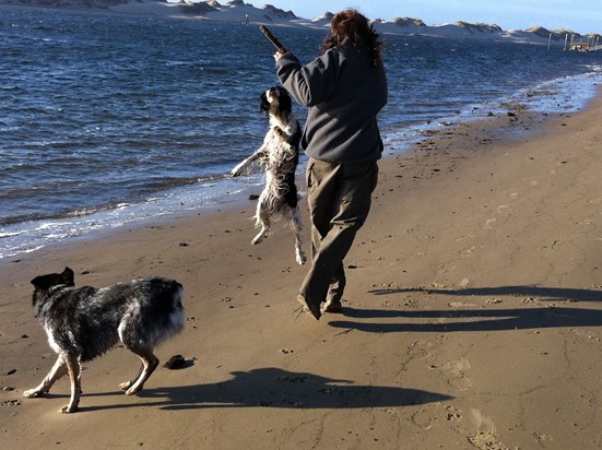 Alicia, Lacy & Taz running on her Mom's beach in OR.