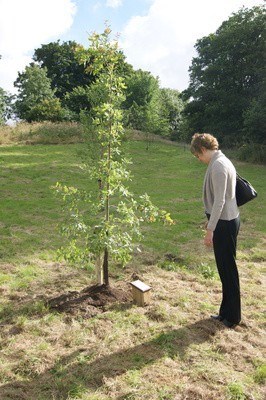 An Oak Tree planted in memory of Allan at the Crook O'Lune Lancaster and being admired by his mother