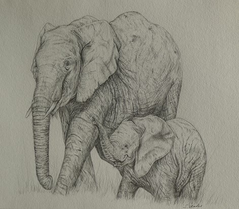 Elephants sketch for Daddy by Shereen 