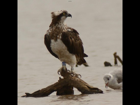 Favourite Osprey 5f in Gambia