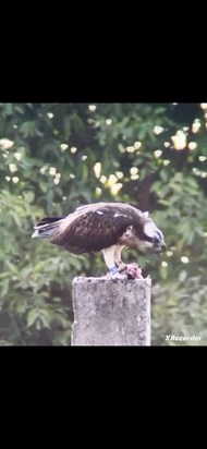 5F taken by Joanna Dailey recently in Gambia. Chris Wood favourite Osprey of all times. He stalks her in Gambia