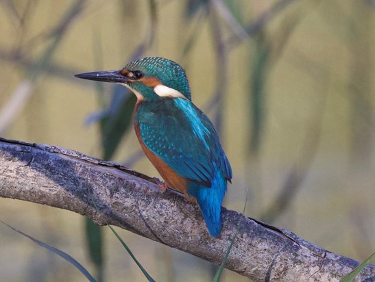  Taken at Rutland with Chris’s new camera, purchased ready for Gambia