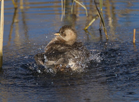 Taken at Rutland  Water