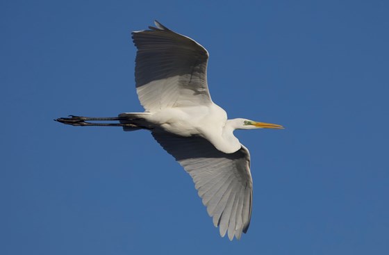 Taken at Rutland Water