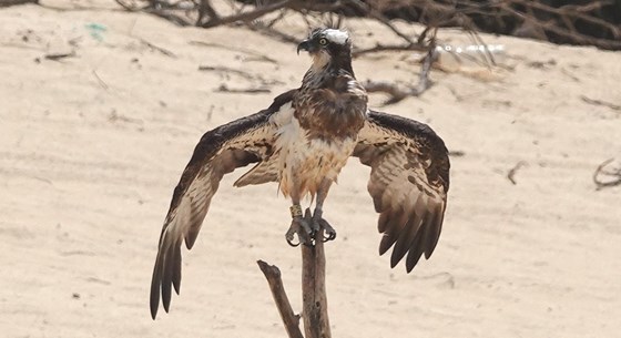 Drying out in Gambia