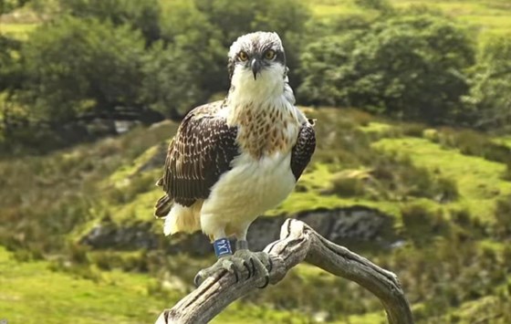 Osprey not sure where photo was taken