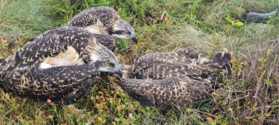 Ringing of Ospreys somewhere in Wales