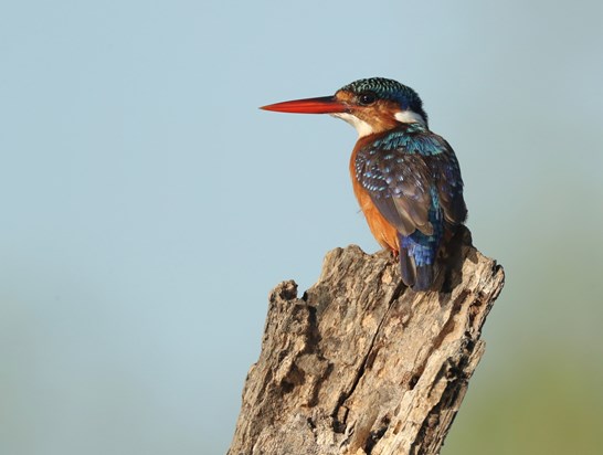 Malachite kingfisher in d Gambis