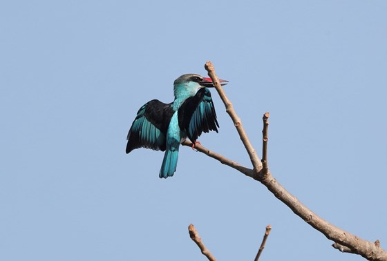 Blue kingfisher