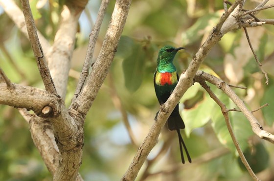 Beautiful sunbird