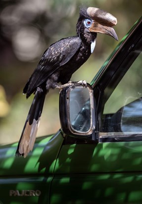 Black Casqued hornbill on bird guides wing mirror