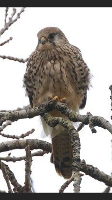 Kestrel at Lowfield Langfields RSPB reserve no Collingham