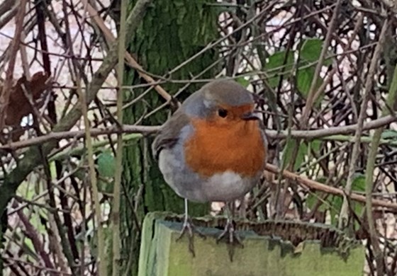 Robin at lowfield langford Collingham RSPB reserve.Eats out of Chri’s hand