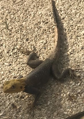 Lizard