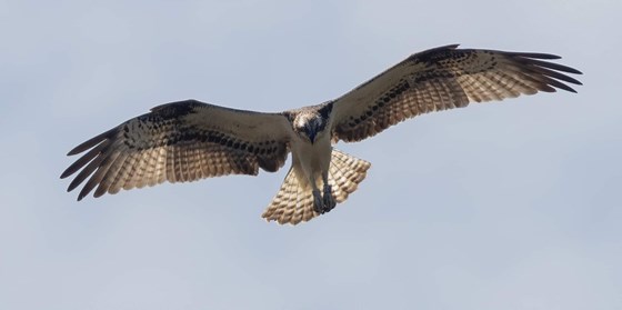 Osprey in flight