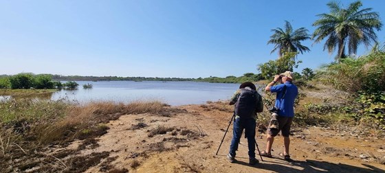 Looking for Ospreys