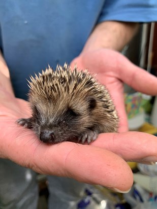 Those caring hands supported our world of hedgehogs ❤️