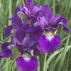 Iris Siberian