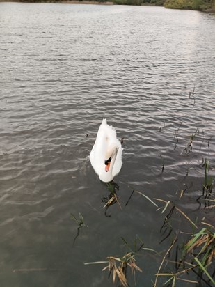 Fed a beautiful swan and scattered some of your ashes so you could be with your ducks on the lake ❤️🦆