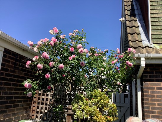 Roses flowering at home for Mummy’s birthday