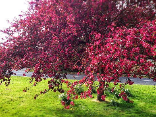 Spring and Granny's favourite colour!