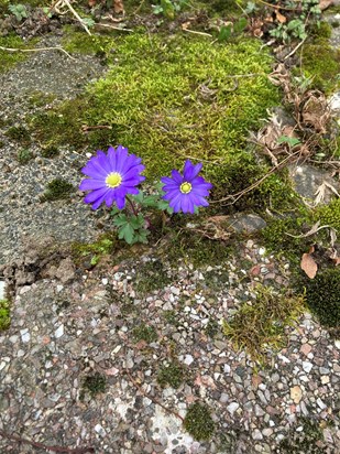 Two anemones in the path at mum and dad’s house such a vivid colour…..