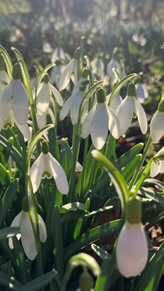 You loved snowdrops. These were smiling at me today x 