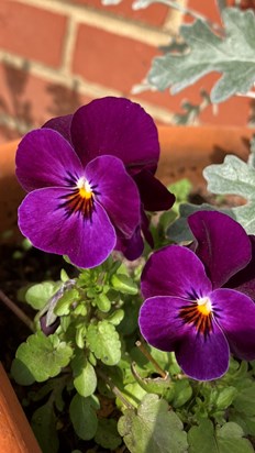 Violas - one of your favourites xx